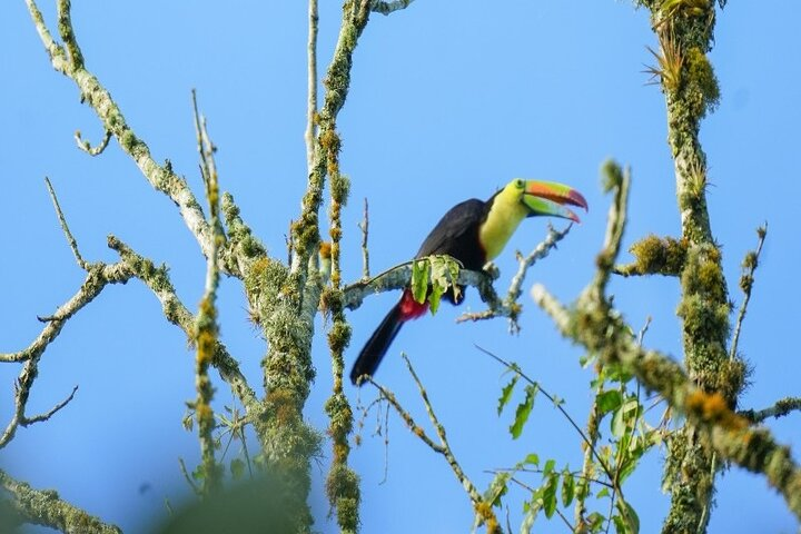 Bird Watching in Costa Rica - Photo 1 of 6